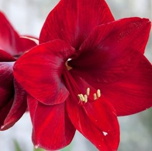 Meet your Posher, Larken